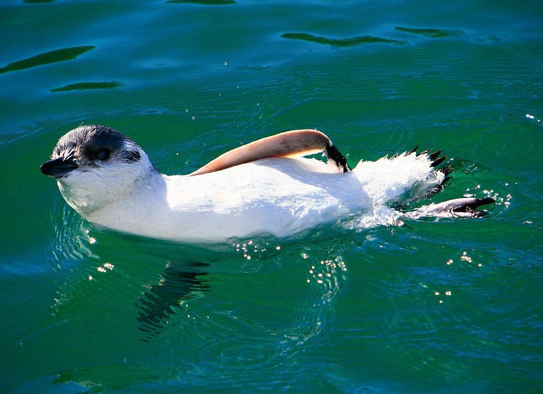Oamaru Blue Penguins